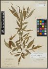 Foto von Salix alba L. x Salix fragilis L.